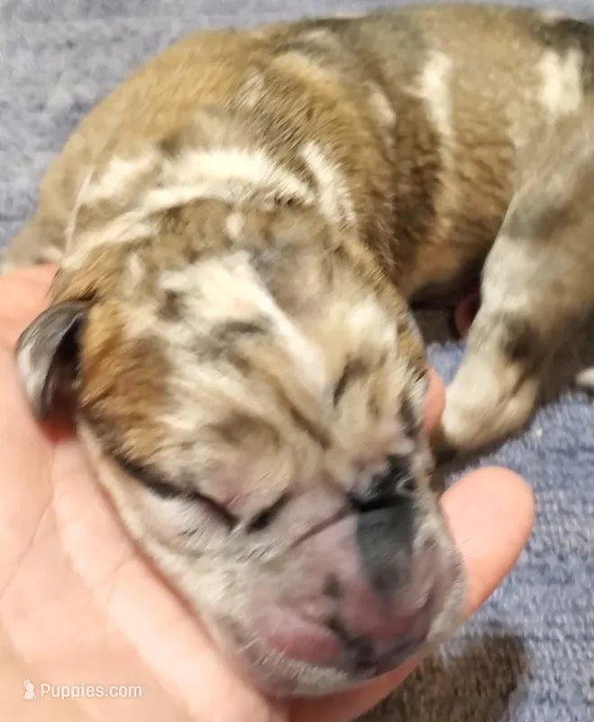 Benjamin , a  Great Dane for sale in Chillicothe, OH – Photo 1 of 9