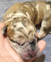 Benjamin , a  Great Dane for sale in Chillicothe, OH – Photo 1 of 9