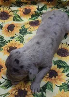 Chelsea 6/5/26 DOB, a female Great Dane for sale in Chillicothe, OH – 8 of 9
