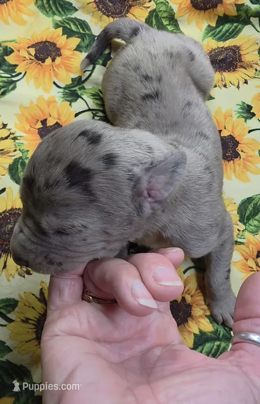Chelsea 6/5/26 DOB – Great Dane puppy for sale in Chillicothe, OH