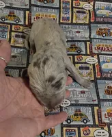 Huxley, a male Great Dane for sale in Chillicothe, OH – 7 of 10