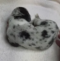 Jewel DOB 6/5/26, a female Great Dane for sale in Chillicothe, OH – 8 of 10