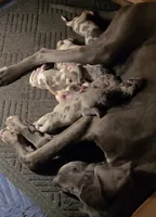 September puppies born, a male Great Dane for sale in Chillicothe, OH – 10 of 10