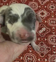 September puppies are here!!!, a male Great Dane for sale in Chillicothe, OH – 6 of 9