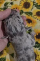 Charlotte , a female Great Dane for sale in Chillicothe, OH – 8 of 9