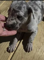 Sweet Girl, a female Great Dane for sale in Chillicothe, OH – 4 of 9