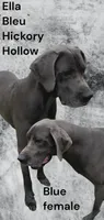 September puppies Several AVAILABLE , a female Great Dane for sale in Chillicothe, OH – 7 of 7