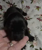 Gidget, a female Great Dane for sale in Chillicothe, OH – 5 of 5