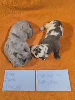 September puppies born, a male Great Dane for sale in Chillicothe, OH – 3 of 10