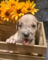 Princess, a  Great Dane for sale in Chillicothe, OH – Photo 2 of 8