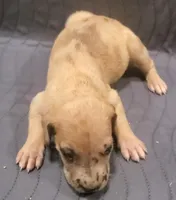 Princess, a  Great Dane for sale in Chillicothe, OH – Photo 4 of 8