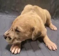 Princess, a  Great Dane for sale in Chillicothe, OH – Photo 3 of 8