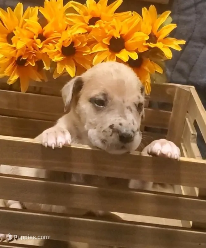 Princess – Great Dane puppy for sale in Chillicothe, OH