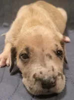 Princess, a  Great Dane for sale in Chillicothe, OH – Photo 5 of 8