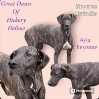 Ayla May-June, a  Great Dane for sale in Chillicothe, OH – Photo 4 of 10