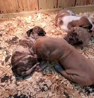 Ayla May-June, a  Great Dane for sale in Chillicothe, OH – Photo 9 of 10