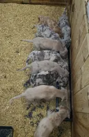 Ayla May-June, a  Great Dane for sale in Chillicothe, OH – Photo 10 of 10