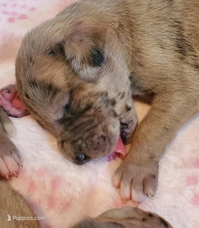 Ayla May-June, a  Great Dane for sale in Chillicothe, OH – Photo 1 of 10