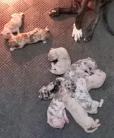 Ayla May-June, a  Great Dane for sale in Chillicothe, OH – Photo 8 of 10