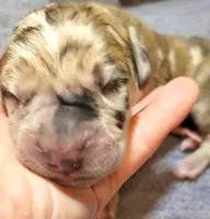 Due in 2 days , a  Great Dane for sale in Chillicothe, OH – Photo 3 of 10