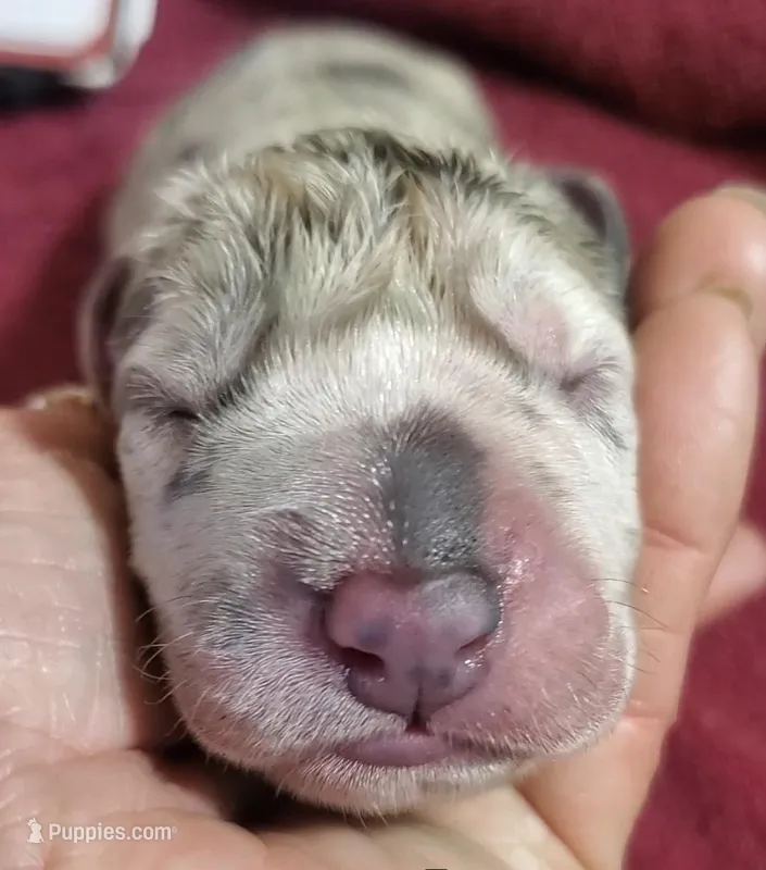 Due in 2 days  – Great Dane puppy for sale in Chillicothe, OH