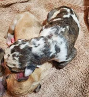 Due in 2 days , a  Great Dane for sale in Chillicothe, OH – Photo 2 of 10