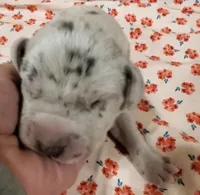 Due in 2 days , a  Great Dane for sale in Chillicothe, OH – Photo 6 of 10