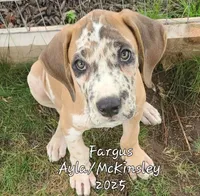 Due in 2 days , a  Great Dane for sale in Chillicothe, OH – Photo 8 of 10