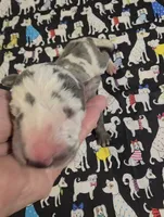 Bailey Bleu, a male Great Dane for sale in Chillicothe, OH – 2 of 7