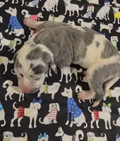 Bailey Bleu, a male Great Dane for sale in Chillicothe, OH – 7 of 7