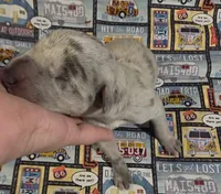 Huxley, a male Great Dane for sale in Chillicothe, OH – 5 of 10