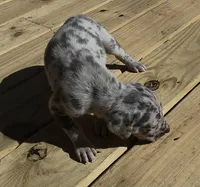 Sweet Girl, a female Great Dane for sale in Chillicothe, OH – 3 of 9