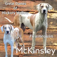 September puppies coming , a male Great Dane for sale in Chillicothe, OH – 5 of 6