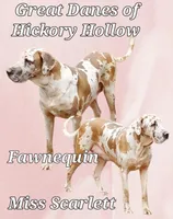 Scarlett May-June, a  Great Dane for sale in Chillicothe, OH – Photo 5 of 10