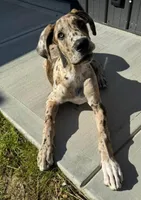 Scarlett May-June, a  Great Dane for sale in Chillicothe, OH – Photo 9 of 10