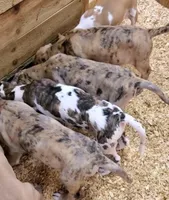 Scarlett May-June, a  Great Dane for sale in Chillicothe, OH – Photo 7 of 10