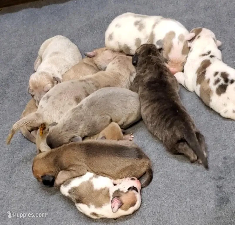 Scarlett May-June, a  Great Dane for sale in Chillicothe, OH – Photo 1 of 10