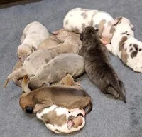 Scarlett May-June, a  Great Dane for sale in Chillicothe, OH – Photo 1 of 10