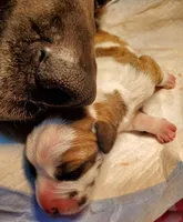 Scarlett May-June, a  Great Dane for sale in Chillicothe, OH – Photo 3 of 10