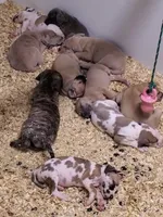 Scarlett May-June, a  Great Dane for sale in Chillicothe, OH – Photo 2 of 10