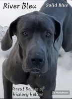 Scarlett May-June, a  Great Dane for sale in Chillicothe, OH – Photo 4 of 10