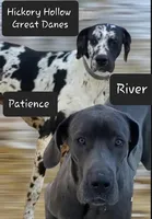 Isla, a  Great Dane for sale in Chillicothe, OH – Photo 2 of 5