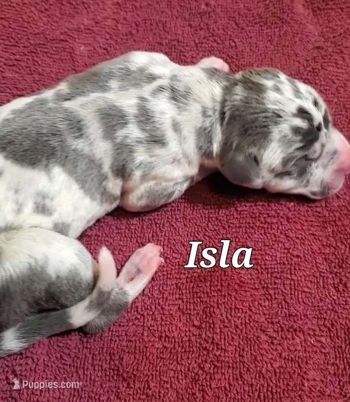 Isla – Great Dane puppy for sale in Chillicothe, OH