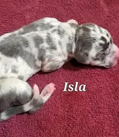 Isla, a  Great Dane for sale in Chillicothe, OH – Photo 1 of 5