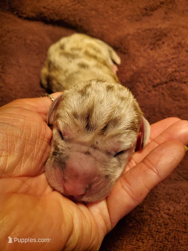 Aribella newborn  – Great Dane puppy for sale in Chillicothe, OH