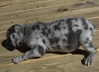 Sweet Girl, a female Great Dane for sale in Chillicothe, OH – 7 of 9
