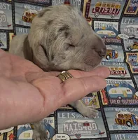 Huxley, a male Great Dane for sale in Chillicothe, OH – 2 of 10