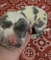 Fancy Pants, a female Great Dane for sale in Chillicothe, OH – 9 of 10