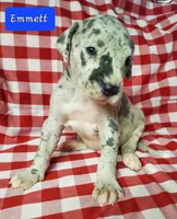 April May, a  Great Dane for sale in Chillicothe, OH – Photo 5 of 10