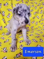 April May, a  Great Dane for sale in Chillicothe, OH – Photo 4 of 10